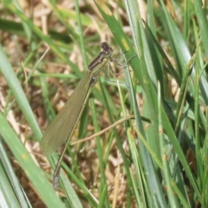 Ischnura aurora at Whitlam, ACT - 24 Jan 2023