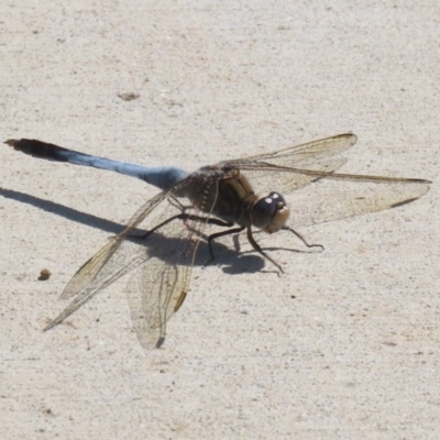 Orthetrum caledonicum (Blue Skimmer) at Molonglo Valley, ACT - 24 Jan 2023 by RodDeb