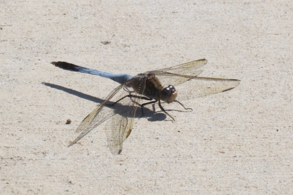 Orthetrum caledonicum at Molonglo Valley, ACT - 24 Jan 2023