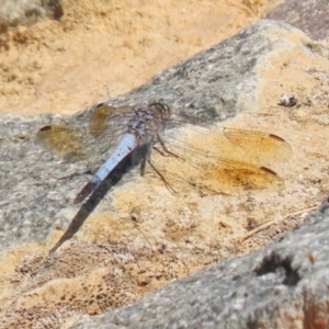 Orthetrum caledonicum at Molonglo Valley, ACT - 24 Jan 2023 11:12 AM