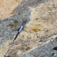 Orthetrum caledonicum at Molonglo Valley, ACT - 24 Jan 2023 11:12 AM