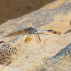 Orthetrum caledonicum at Molonglo Valley, ACT - 24 Jan 2023