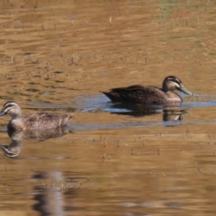 Anas superciliosa (Pacific Black Duck) at Molonglo Valley, ACT - 23 Jan 2023 by RodDeb