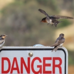 Hirundo neoxena (Welcome Swallow) at Molonglo Valley, ACT - 24 Jan 2023 by RodDeb