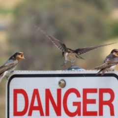 Hirundo neoxena at Molonglo Valley, ACT - 24 Jan 2023