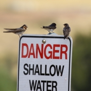 Hirundo neoxena at Molonglo Valley, ACT - 24 Jan 2023