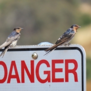 Hirundo neoxena at Molonglo Valley, ACT - 24 Jan 2023