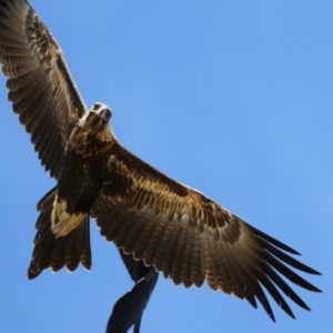 Aquila audax at Molonglo Valley, ACT - 24 Jan 2023