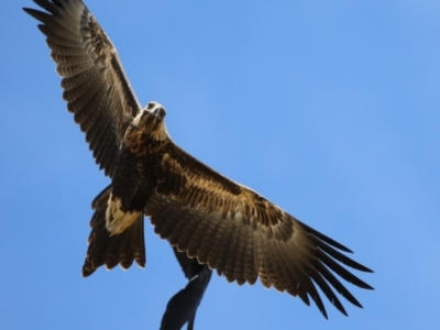 Aquila audax (Wedge-tailed Eagle) at Molonglo Valley, ACT - 24 Jan 2023 by RodDeb