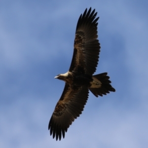 Aquila audax at Molonglo Valley, ACT - 24 Jan 2023 11:00 AM