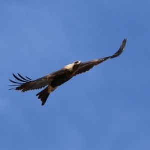 Aquila audax at Molonglo Valley, ACT - 24 Jan 2023 11:00 AM