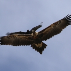 Aquila audax at Molonglo Valley, ACT - 24 Jan 2023 11:00 AM