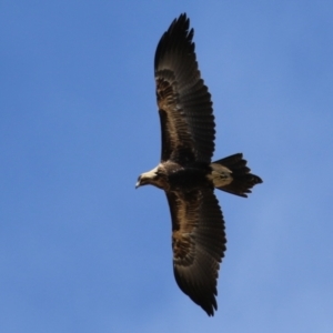 Aquila audax at Molonglo Valley, ACT - 24 Jan 2023