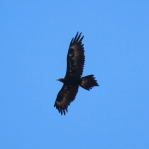 Aquila audax at Molonglo Valley, ACT - 24 Jan 2023 11:22 AM