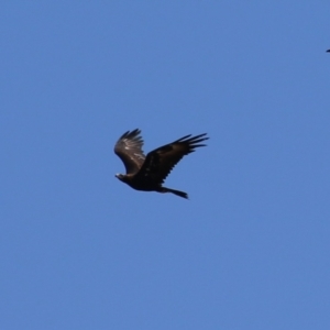 Aquila audax at Molonglo Valley, ACT - 24 Jan 2023