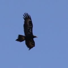 Aquila audax at Molonglo Valley, ACT - 24 Jan 2023 11:22 AM