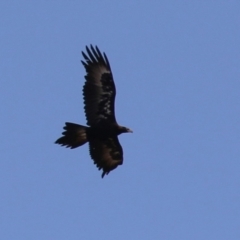 Aquila audax at Molonglo Valley, ACT - 24 Jan 2023