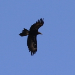 Aquila audax at Molonglo Valley, ACT - 24 Jan 2023