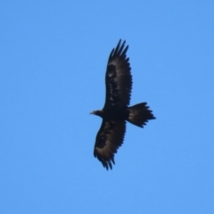 Aquila audax at Molonglo Valley, ACT - 24 Jan 2023