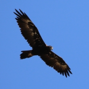 Aquila audax at Molonglo Valley, ACT - 24 Jan 2023