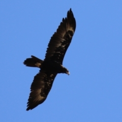 Aquila audax at Molonglo Valley, ACT - 24 Jan 2023