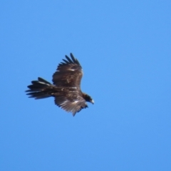 Aquila audax at Molonglo Valley, ACT - 24 Jan 2023