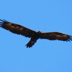 Aquila audax at Molonglo Valley, ACT - 24 Jan 2023