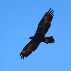 Aquila audax at Molonglo Valley, ACT - 24 Jan 2023