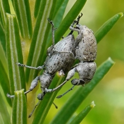 Entiminae (subfamily) at Vincentia, NSW - 21 Jan 2023 by RobG1