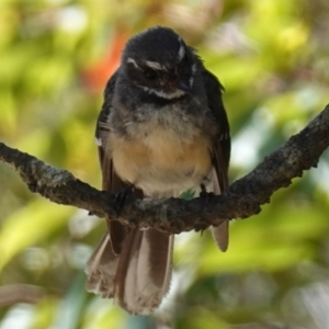 Rhipidura albiscapa at Vincentia, NSW - 21 Jan 2023