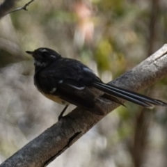 Rhipidura albiscapa at Vincentia, NSW - suppressed