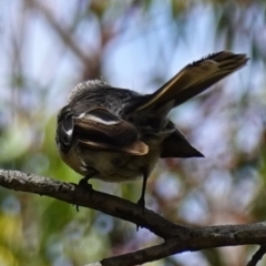 Rhipidura albiscapa at Vincentia, NSW - suppressed