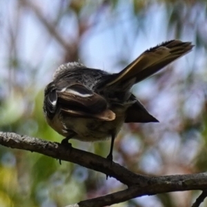 Rhipidura albiscapa at Vincentia, NSW - suppressed