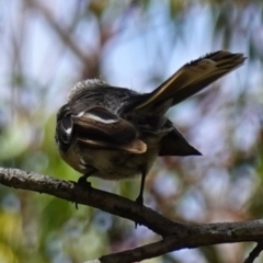 Rhipidura albiscapa at Vincentia, NSW - 21 Jan 2023