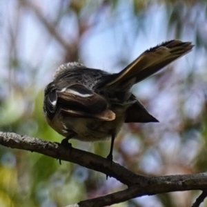 Rhipidura albiscapa at Vincentia, NSW - 21 Jan 2023