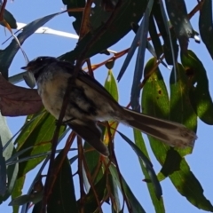 Rhipidura albiscapa at Vincentia, NSW - suppressed