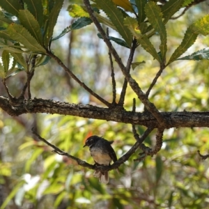 Rhipidura albiscapa at Vincentia, NSW - suppressed