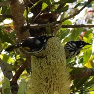 Phylidonyris novaehollandiae at Vincentia, NSW - 21 Jan 2023