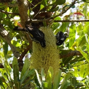 Phylidonyris novaehollandiae at Vincentia, NSW - suppressed