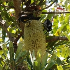 Phylidonyris novaehollandiae at Vincentia, NSW - 21 Jan 2023