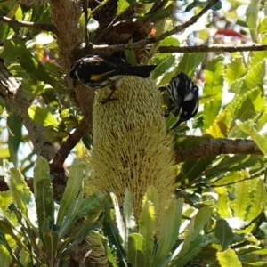 Phylidonyris novaehollandiae at Vincentia, NSW - suppressed