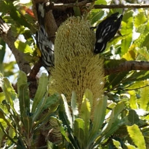 Phylidonyris novaehollandiae at Vincentia, NSW - suppressed