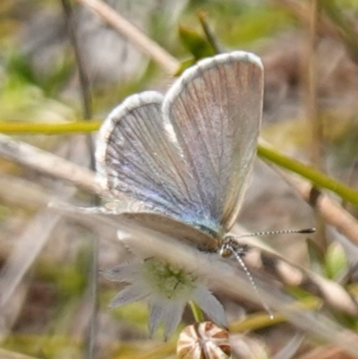 Zizina otis (Common Grass-Blue) at Vincentia, NSW - 21 Jan 2023 by RobG1