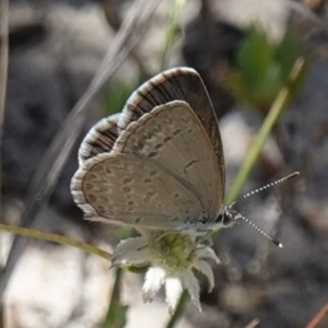 Zizina otis at Vincentia, NSW - suppressed