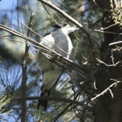 Cracticus torquatus (Grey Butcherbird) at Hawker, ACT - 24 Jan 2023 by AlisonMilton