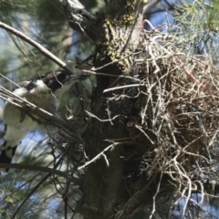 Cracticus torquatus at Hawker, ACT - 25 Jan 2023