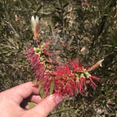 Melaleuca linearis (Narrow-leaved Bottlebrush) at Morton National Park - 28 Dec 2022 by Tapirlord