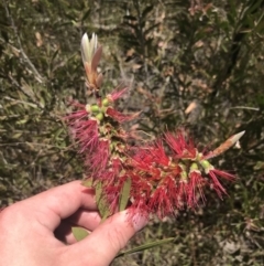 Melaleuca linearis at Boolijah, NSW - 28 Dec 2022 01:02 PM