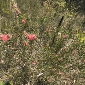Melaleuca linearis at Boolijah, NSW - 28 Dec 2022 01:02 PM