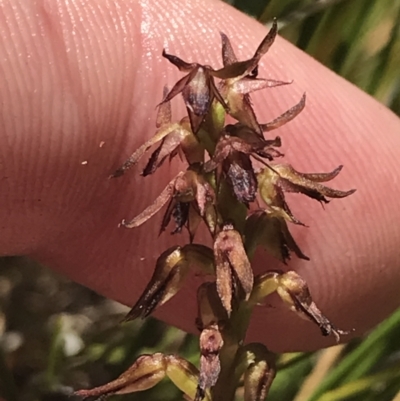 Corunastylis filiforme (Glandular Midge Orchid) at Morton National Park - 28 Dec 2022 by Tapirlord